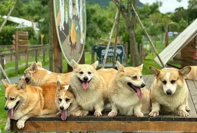 疯马牛牧场乐园丨萌宠乐园的六大互动体验._动物_表演_美容