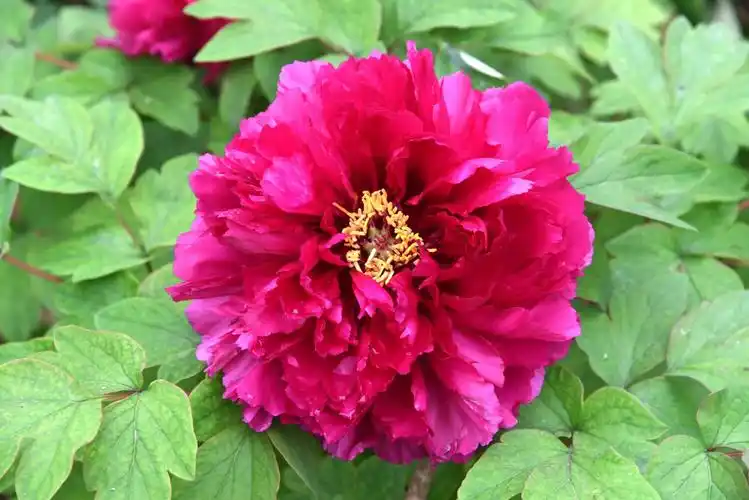 4.8去长江观音景区拍了些牡丹花照片,花儿硕大艳丽,美不胜收.