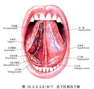 舌骨下肌皮瓣转移修复舌及口底的重建术