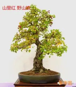 小叶山里红 野山楂 新鲜桩材 盆景素材