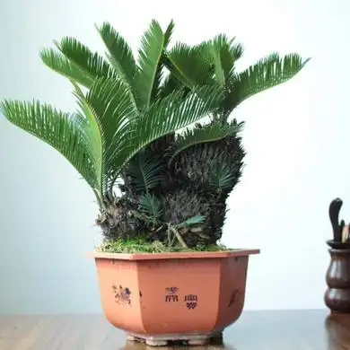 展开全部 多头铁树,是普通的铁树(苏铁)经人工造型培育的盆景.