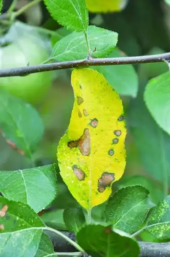 从发病部位来说,褐斑病首先侵染下部和内膛的老叶片.