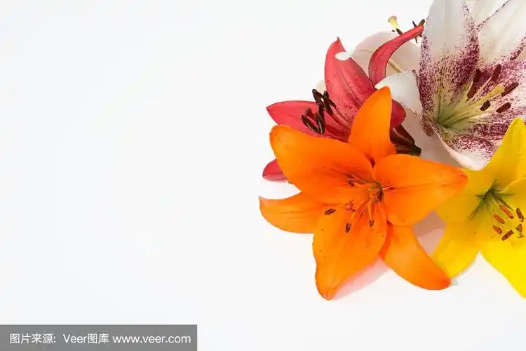 留白,百合花,白色背景,大量物体,贺卡