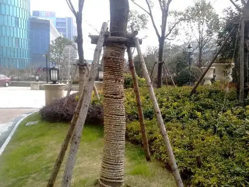 小区绿化工程专用杉木木桩