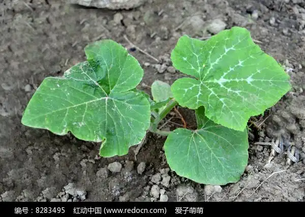 菜园里的一棵窝瓜秧北瓜秧图片
