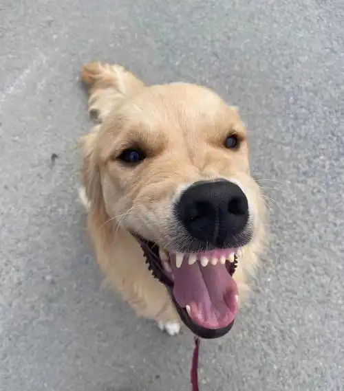 宠物 #家有金毛  #修狗