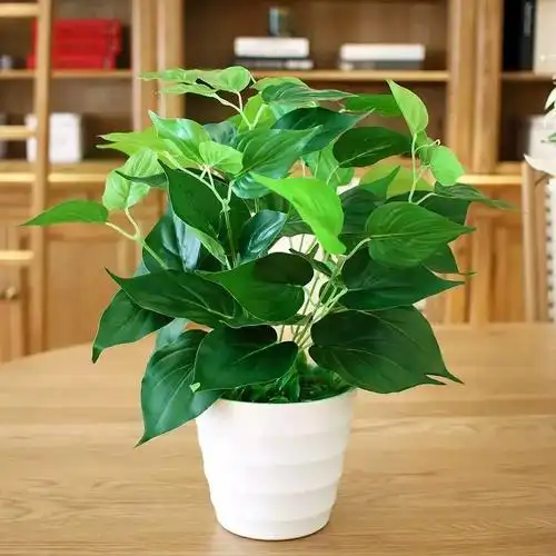 养绿萝不会换盆,怪不得它瘦小又黄叶