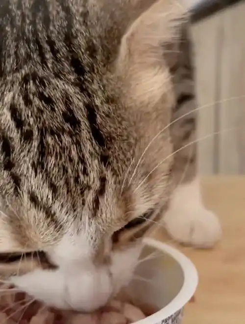看猫咪干饭超治愈