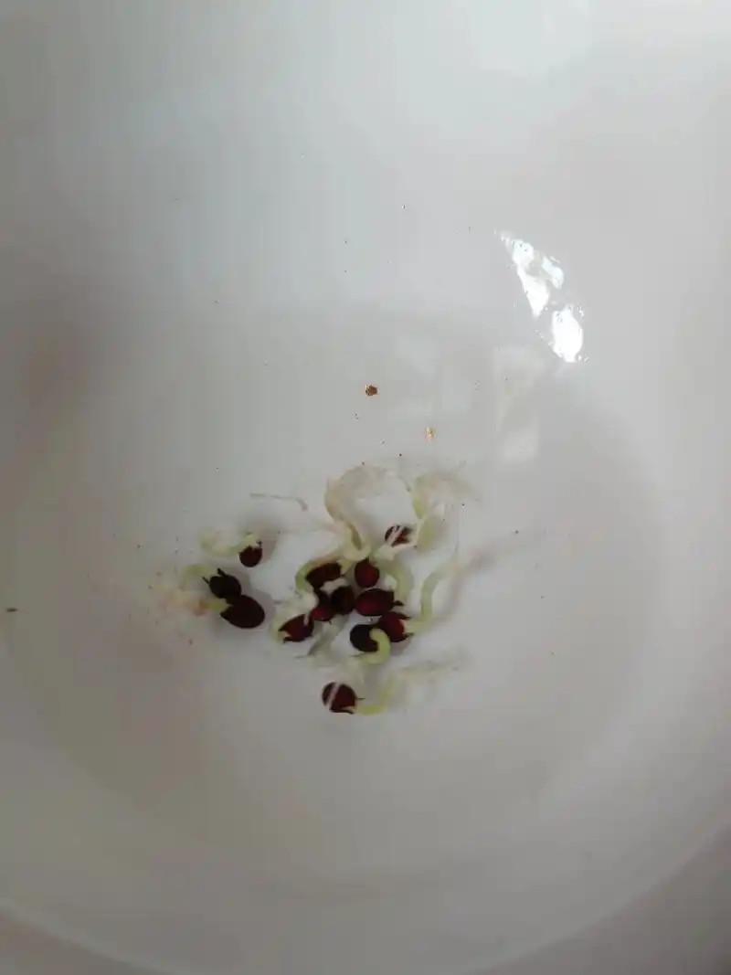 怎样种植凤仙花:种子用自来水泡三天芽子就这样.找个包装盒,装 - 抖音