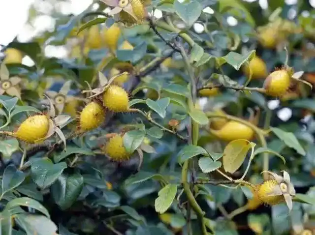 稔子,又名桃十娘,山稔,岗稔,象戴着一顶皇冠的山岭佳果.