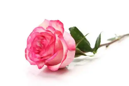 一朵粉红玫瑰一朵粉红玫瑰一朵粉红色的玫瑰花白色,关闭一朵朵粉红