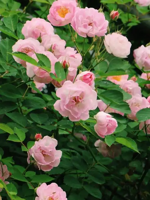 蔷薇花语(蔷薇花语与寓意)