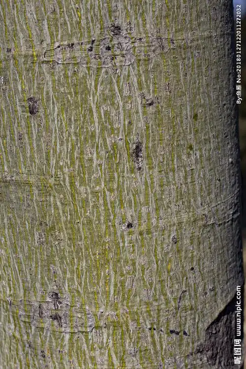 树皮贴图素材图片