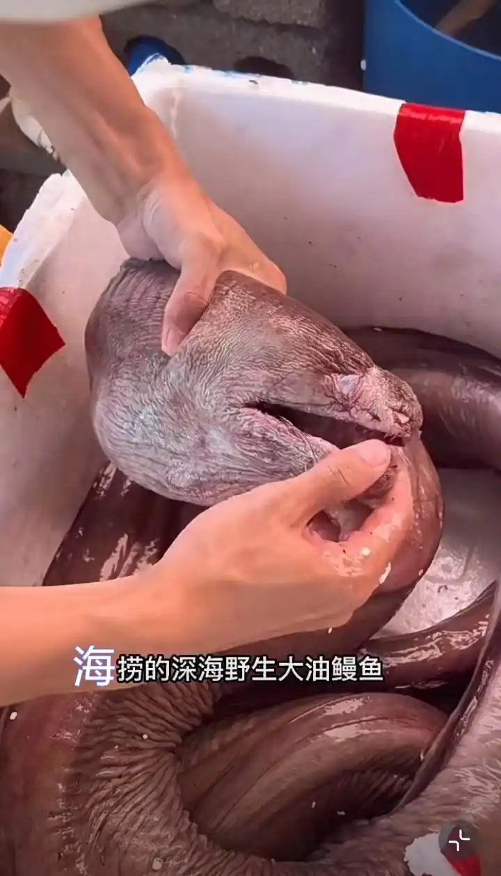 野生大油鳗一般人还真没见过!