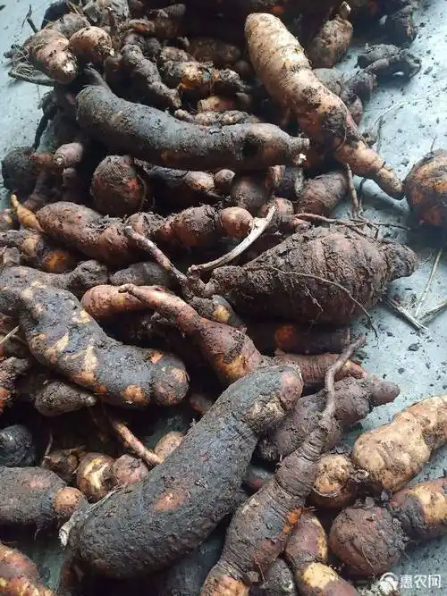 天然深山何首乌