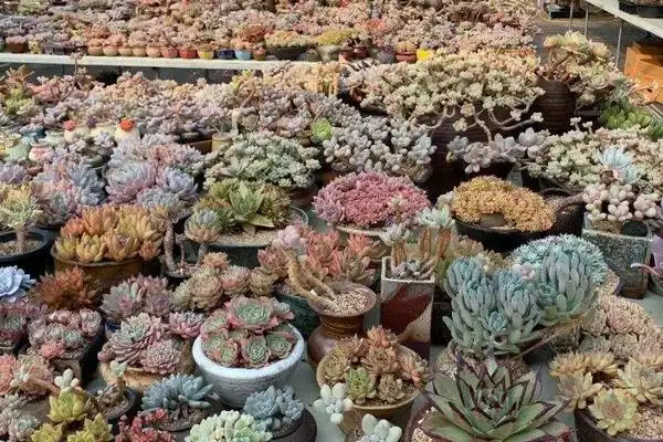 大棚种植多肉从哪进货?赚钱吗?前景如何?