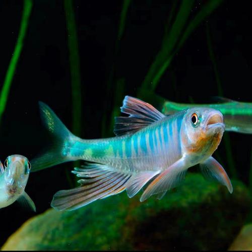 长鳍鬣马口冷水原生群游不加温溪流好养耐养冷水中小型冷水观赏鱼