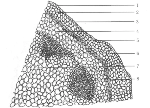 有2～5层排列紧密的厚角细胞;向内具2～3层细胞构成的皮层同化组织