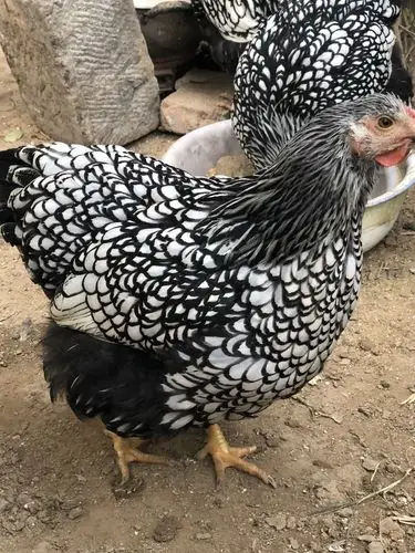 [种鸡批发]怀特鸡 羽毛黑白花 体重能长到六斤左右 种蛋 鸡苗都有价格