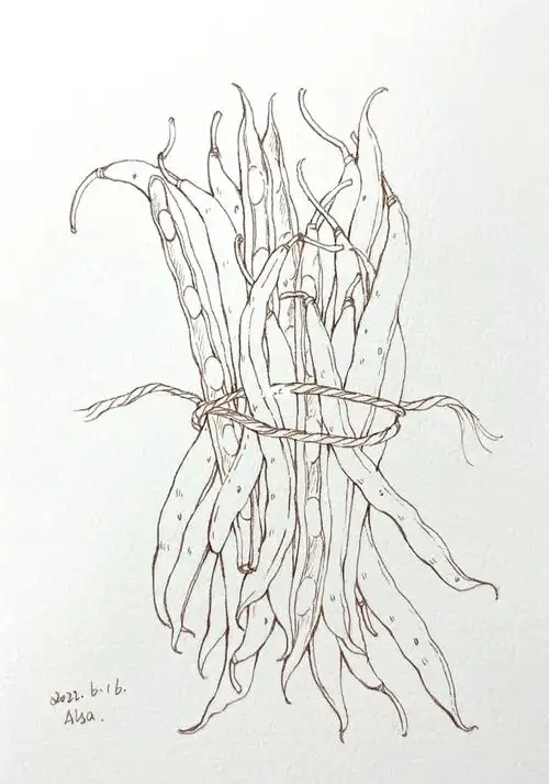 钢笔淡彩打卡豆角