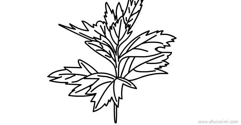 端午节艾草儿童画怎么画 端午节艾草简笔画图片大全