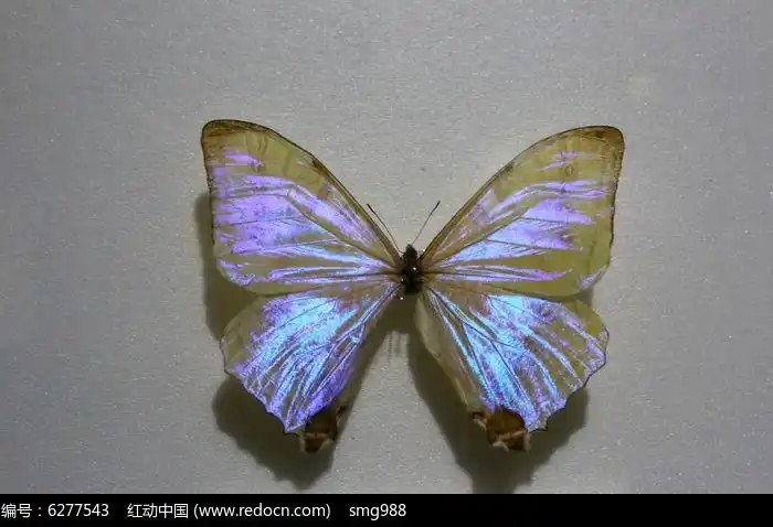秘鲁夜光白闪蝶标本