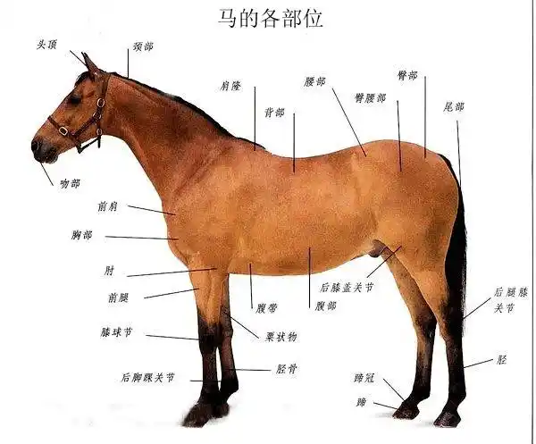 马儿骨骼结构你知多少?