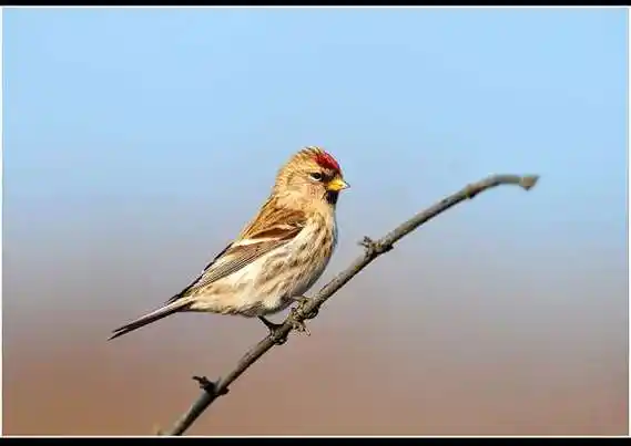 样子像麻雀一样头顶有一片红色的是什么鸟求图片