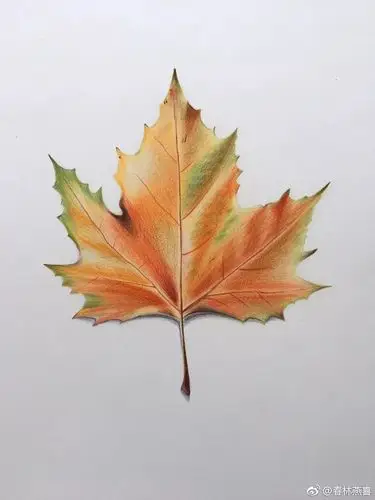 彩铅手绘 枫叶
