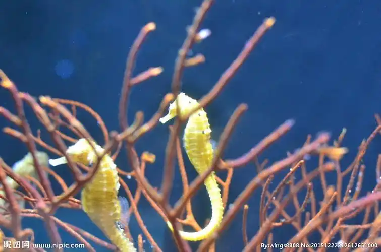 海马小海马图片
