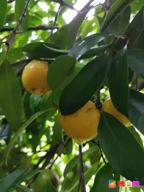 广西产的黄色山竹你吃过吗别问不好买
