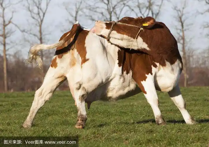 乌得勒支附近绿色荷兰草地上的红白奶牛