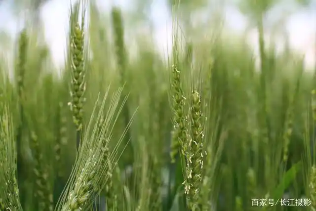 河南省淮滨县小麦大面积扬花,你看哪白的,黄的小花正在向小麦灌浆