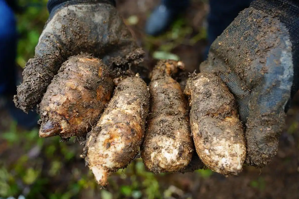 95浙江磐安有个超级神秘的特产——磐安天麻!