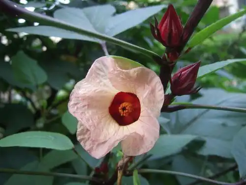 洛神花图片好看的洛神花图片洛神花植物图片