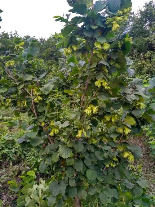 大果榛子树7年生