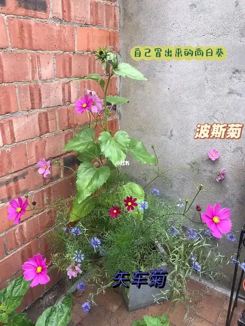 种的波斯菊开花了