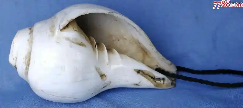 清代白法螺藏传佛教法器供器宗教杂宝之一宗教收藏