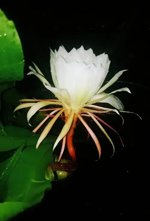 昙花一现的美丽