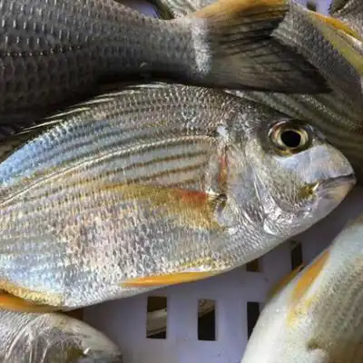 东山岛野生海鲜香头现捕生鲜水产方头鱼500g虾妈蟹爸其它 原价60元