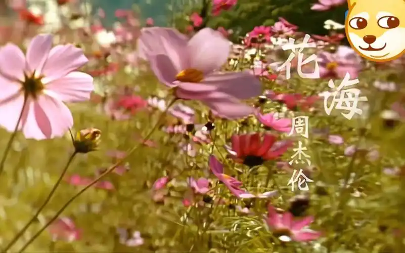 周杰伦-花海mv高清