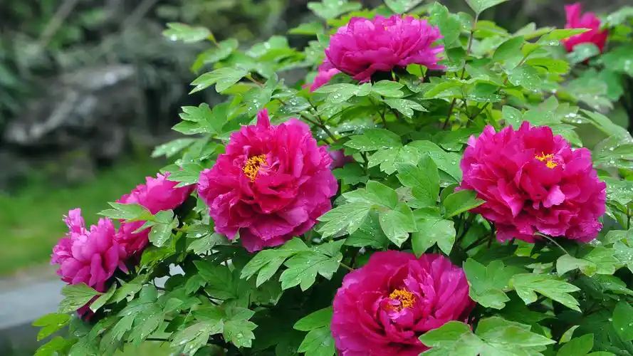 花中之王牡丹花高清宽屏桌面壁纸