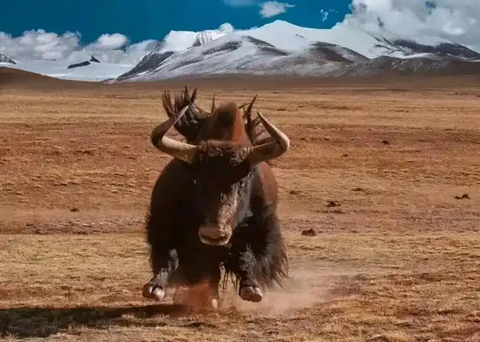 可可西里拜访生命禁区探索野生动物们栖息繁衍的圣地