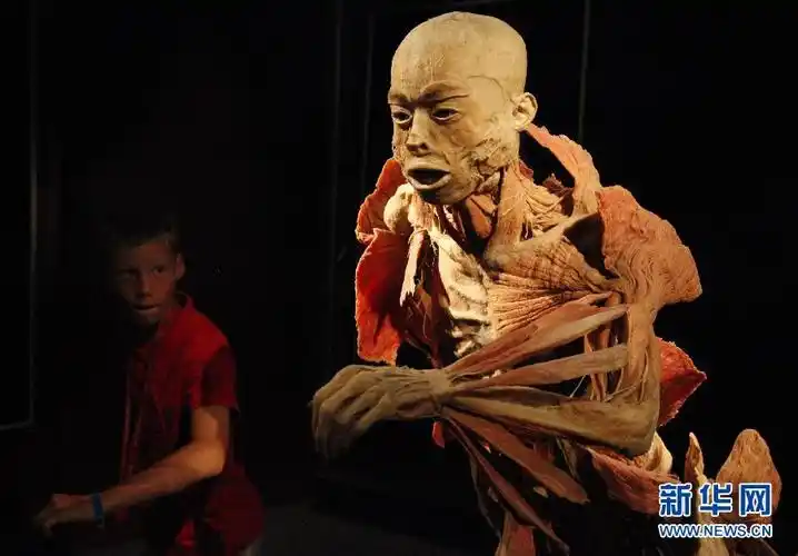 胆小慎入比利时举办人体解剖展