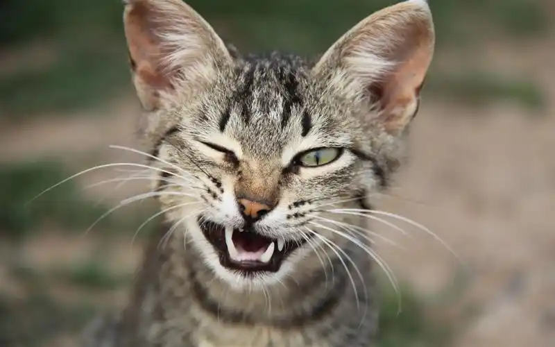 可爱的小猫,獠牙,晶须,绿色的眼睛 壁纸