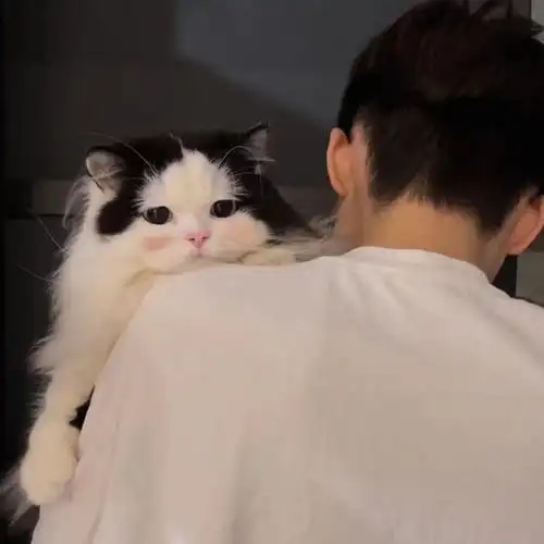 有没有什么值得长期不换的头像? - 知乎