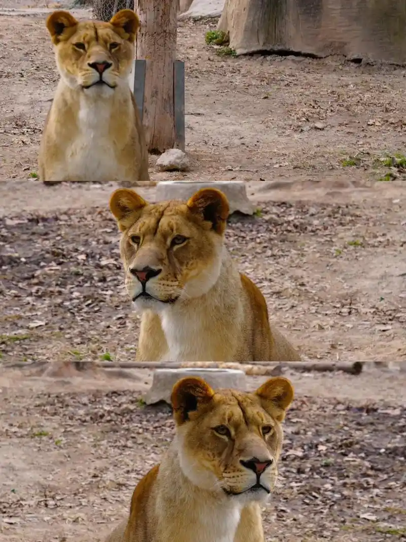 0315|百兽之王——非洲狮.#野生动物零距离 #非洲狮 #万 - 抖音