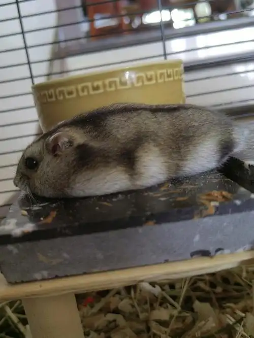 仓鼠鼠豹特工队出击