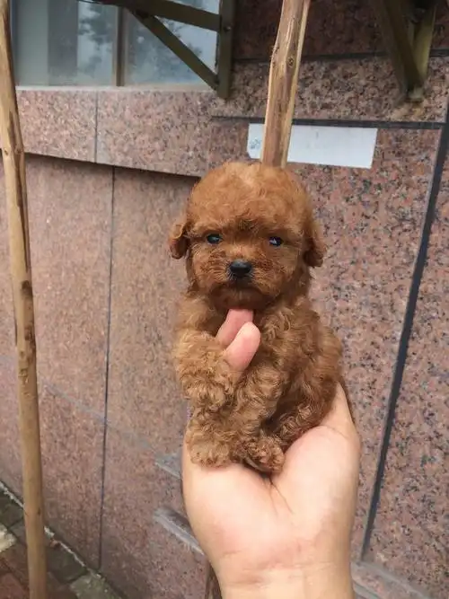 出售两个月家养小体泰迪