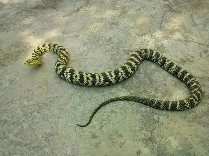 事实上,虽然菜花蛇并没有毒,但它可以消化掉一部分毒蛇的毒素,比如